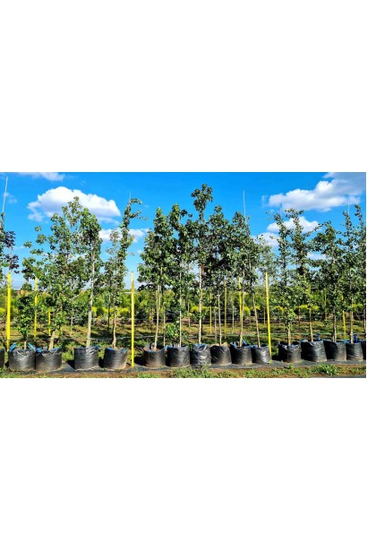 Ліквідамбар смолоносний - 60л/вис.310-330см/Ø90-100см/обхват  8-10см